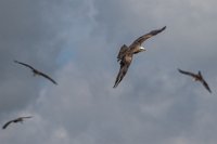 94 - LE BAL DES OISEAUX - GABORIAU CHRISTINE - france <div